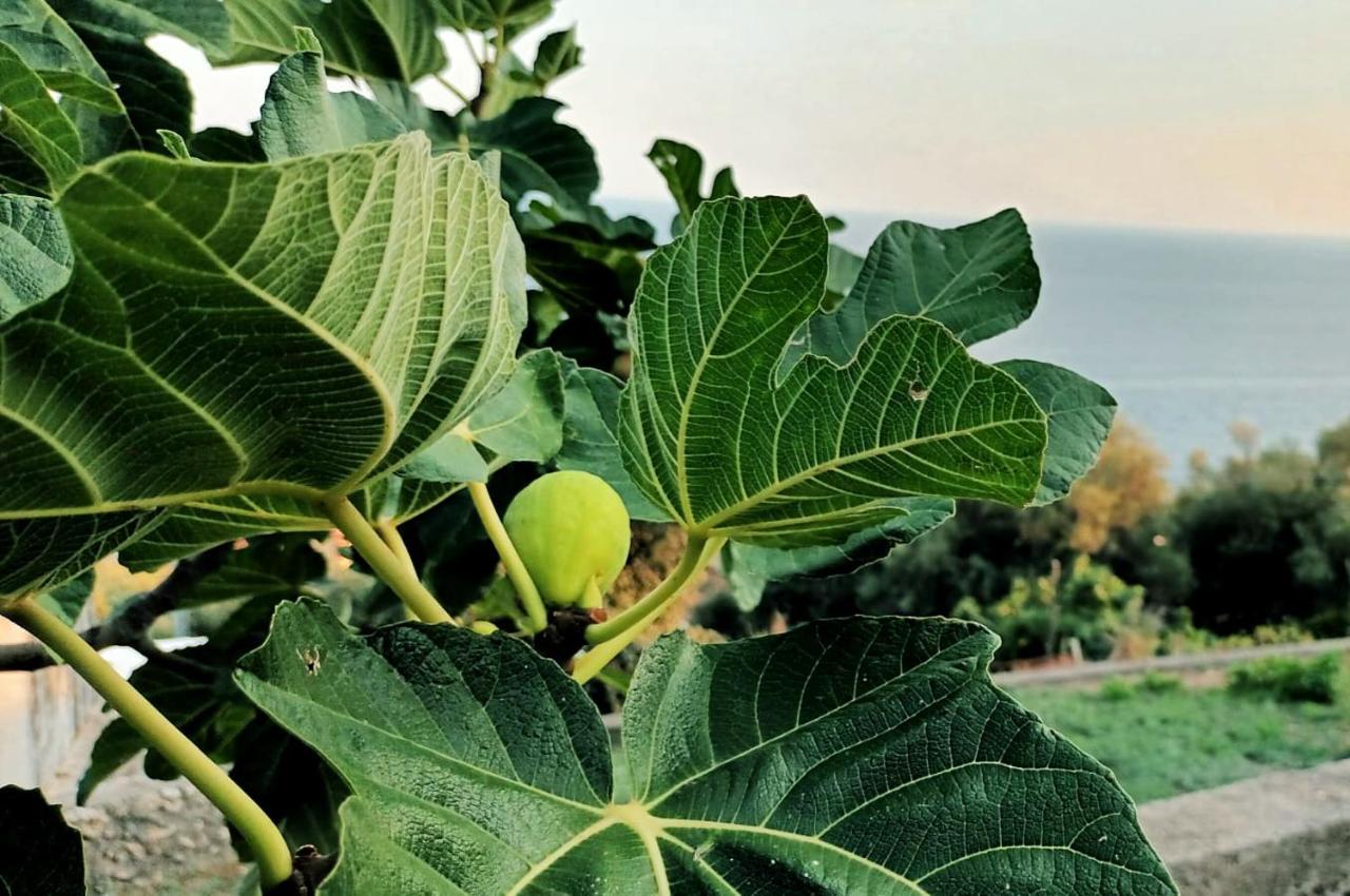 הוילה קונקה דיי מריני La Sciuscella מראה חיצוני תמונה